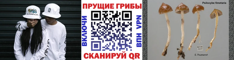 Псилоцибиновые грибы прущие грибы Вельск